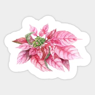 Christmas Poinsettia. Watercolor painting Sticker